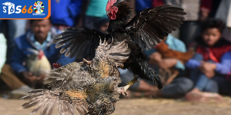 Đá gà cựa sắt không chỉ là về sức mạnh, mà còn là về kỹ thuật