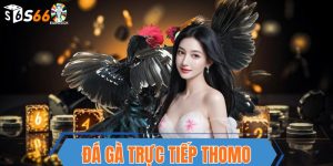 Đá gà trực tiếp thomo s666